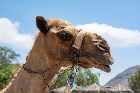 Head of a camel with harness and blue sky