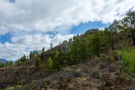 Kanarische Kiefer (Pinus canariensis) auf einem Berg auf der Insel Gran Canaria in Spanien