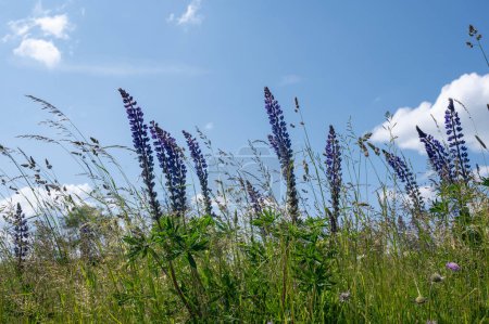 Green meadows with purple lupins in the high Rhoen, Bavaria, Germany