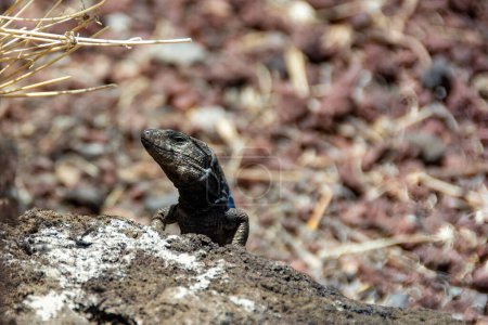 A Canary Islands lizard  ( Gallotia galloti ) in the wild on the Canary Island of Tenerife, Spain