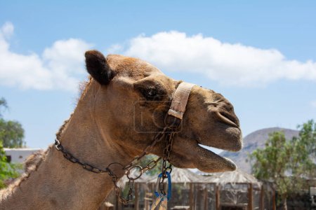 Head of a camel with harness and blue sky