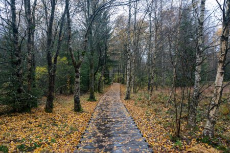 Wooden footbridge in the Schwarzes Moor in the Rhoen, Bavaria, Germany, in autumn after rain