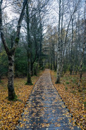 Wooden footbridge in the Schwarzes Moor in the Rhoen, Bavaria, Germany, in autumn after rain