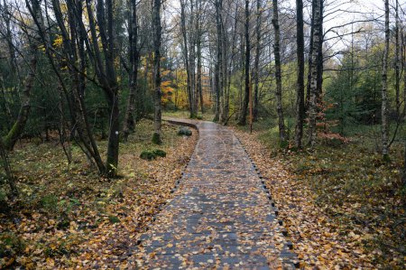 Passerelle en bois dans la lande de Schwarzes dans le Rhoen, Bavière, Allemagne, en automne après la pluie