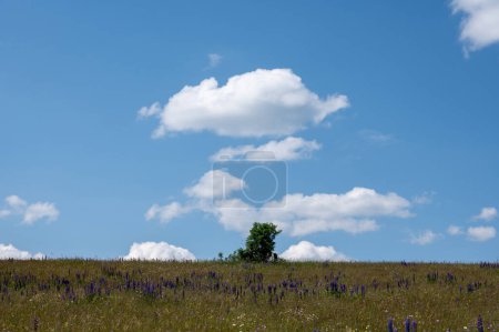 Flower meadow with lots of purple lupins, green tree ,  and blue sky in the high Rhoen, Bavaria, Germany