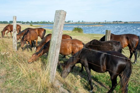 Pferde auf der Weide am Ufer eines Sees mit vielen Schwänen im Wasser auf der Insel Poel, Deutschland