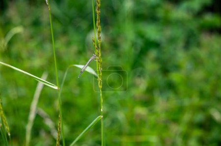 Une libellule sur la plante dans la nature verte