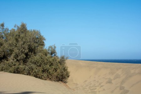 Plage de sable, dunes et un arbre à Maspalomas sur Gran Canaria en Espagne. Vue sur la mer, avec ciel bleu. Les immenses dunes de sable ressemblent à un petit désert et sont une réserve naturelle.