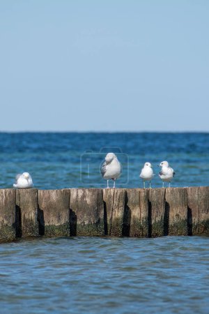 De nombreux mouettes sont assises sur des brise-lames en bois dans la mer, sur la côte de la mer Baltique sur l'île de Poel près de Timmendorf, en Allemagne