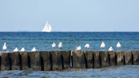 Many seagulls sit on wooden breakwaters in the sea, on the Baltic Sea coast on the island of Poel near Timmendorf, Germany, a sailing ship in the background