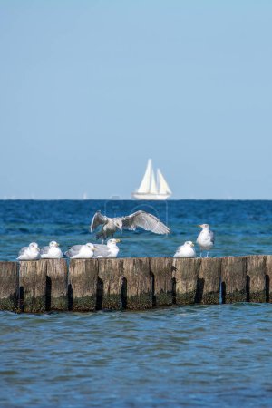 Viele Möwen sitzen auf hölzernen Buhnen im Meer, an der Ostseeküste auf der Insel Poel bei Timmendorf, im Hintergrund ein Segelschiff