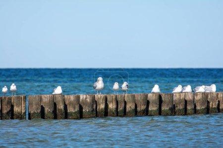 Many seagulls sit on wooden breakwaters in the sea, on the Baltic Sea coast on the island of Poel near Timmendorf, Germany