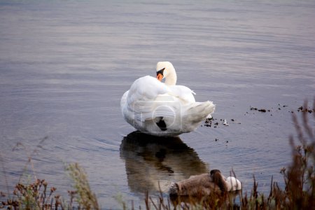 A white swan preens itself, with chicks, in the water of a lake, with grasses in the foreground