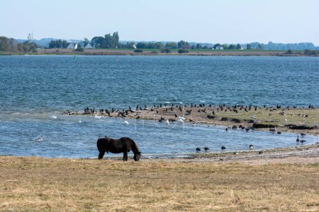 A horse in the pasture on the shore of a lake with birds