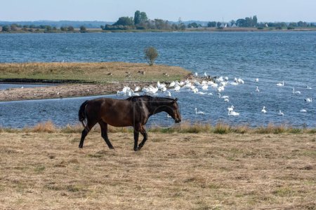 A horse in the pasture on the shore of a lake with many swans in the water, on the island of Poel, Germany