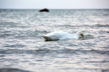 A white swan swims in blue water in a sea, Head under water