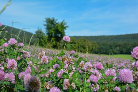 Campo de trébol de pradera (Trifolium pratense) con muchas flores en la naturaleza verde frente a un bosque