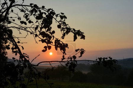 Lever de soleil dans la nature par un matin brumeux, avec un arbre au premier plan