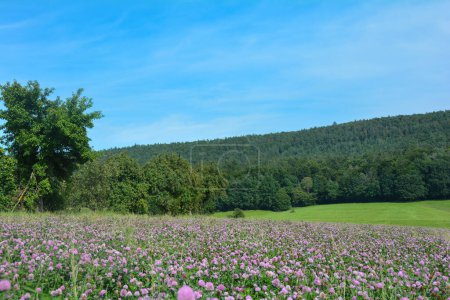Meadow clover (Trifolium pratense) field with many flowers in green nature in front of a forest