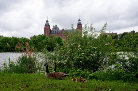 Canada geese ( Branta canadensis ) with goslings in a meadow with a view of Johannisburg Castle in Aschaffenburg with a river and a cloudy sky