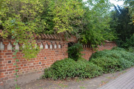 Antiguo muro cubierto de muchas plantas verdes, en la histórica ciudad hanseática de Wismar, en la costa del Mar Báltico de Mecklemburgo-Pomerania Occidental en Alemania