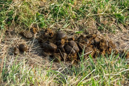 Fresh horse excrement on a meadow