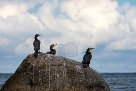 Kormoranvögel (Phalacrocoracidae) sitzen auf einem großen Stein mit Ausscheidungen auf dem Stein an der Ostseeküste auf der Insel Poel bei Timmendorf, Deutschland