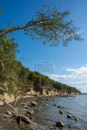 Steep coast on the black bush with many large stones in the sea, on the island of Poel on the Baltic Sea, Germany