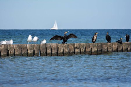 Cormorans (Phalacrocoracidae) et mouettes sont assis sur des brise-lames en bois, en arrière-plan un voilier, sur la côte de la mer Baltique sur l'île de Poel près de Timmendorf, Allemagne