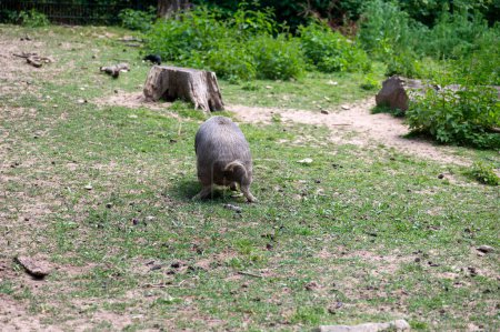 A wild boar urinating ( Sus scrofa )