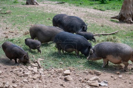 Wild boar family ( Sus scrofa ) eating