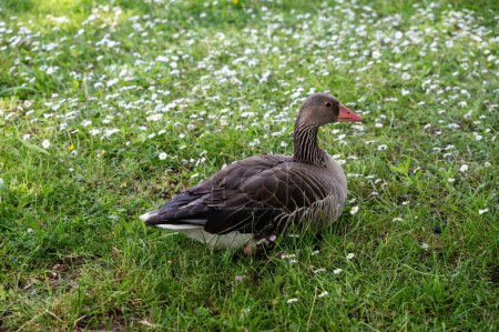 A gray field goose in a green meadow full of white daisies