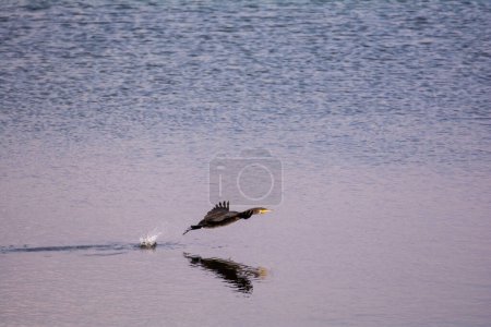 A cormorant (Phalacrocoracidae) flies close over the water