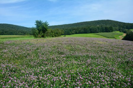 Wiesen-Klee (Trifolium pratense) mit vielen Blüten in grüner Natur vor einem Wald