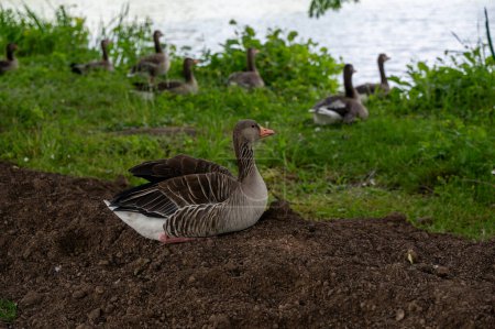 Gray field geese in green nature   at a lake