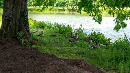 Gray field geese in green nature   at a lake