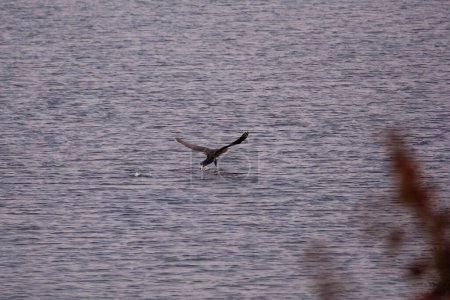 Un cormoran (Phalacrocoracidae) vole près de l'eau
