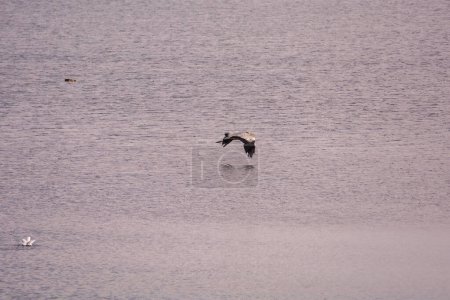 Ein Graureiher (Ardea cinerea) fliegt dicht über dem Wasser