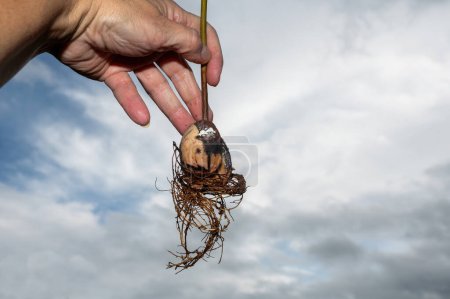 Eine menschliche Hand hält eine Avocadogrube (Persea americana) mit Wurzeln vor einem bewölkten Himmel