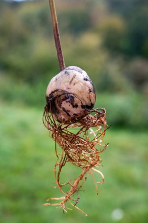 Foto de Aguacate (Persea americana) núcleo con raíces sobre un fondo verde - Imagen libre de derechos