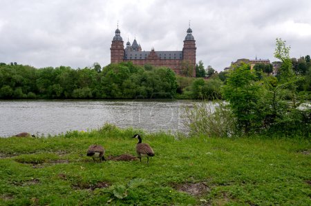 Canada geese (Branta canadensis) in a meadow with a view of Johannisburg Castle in Aschaffenburg with a river and a cloudy sky
