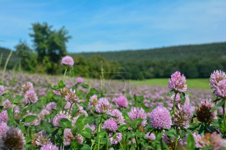Meadow clover (Trifolium pratense) field with many flowers in green nature in front of a forest