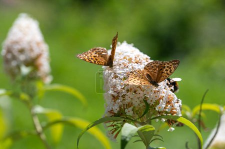 Schmetterling "Kaisermantel" (Argynnis paphia) auf weißer Buddleia in grüner Natur