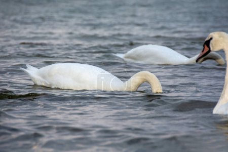 White swans swim in the water in a sea, Head under water