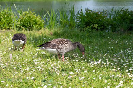 Gray field geese in a green meadow full of white daisies, at a lake