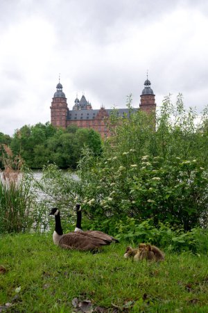 Canada geese ( Branta canadensis ) with goslings in a meadow with a view of Johannisburg Castle in Aschaffenburg with a river and a cloudy sky