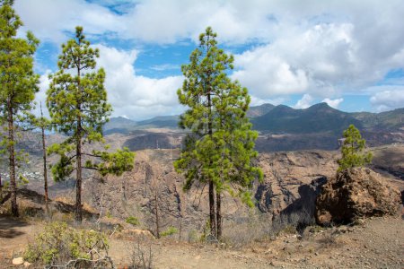 Pino canario (Pinus canariensis) en una montaña de la isla de Gran Canaria en España