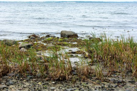 Big stones lie in the water on the Baltic Sea coast, with waves and grass