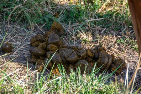 Fresh horse excrement on a meadow