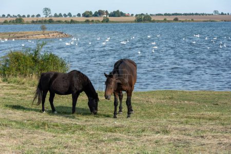 Two horses in the pasture on the shore of a lake with many swans in the water, on the island of Poel, Germany